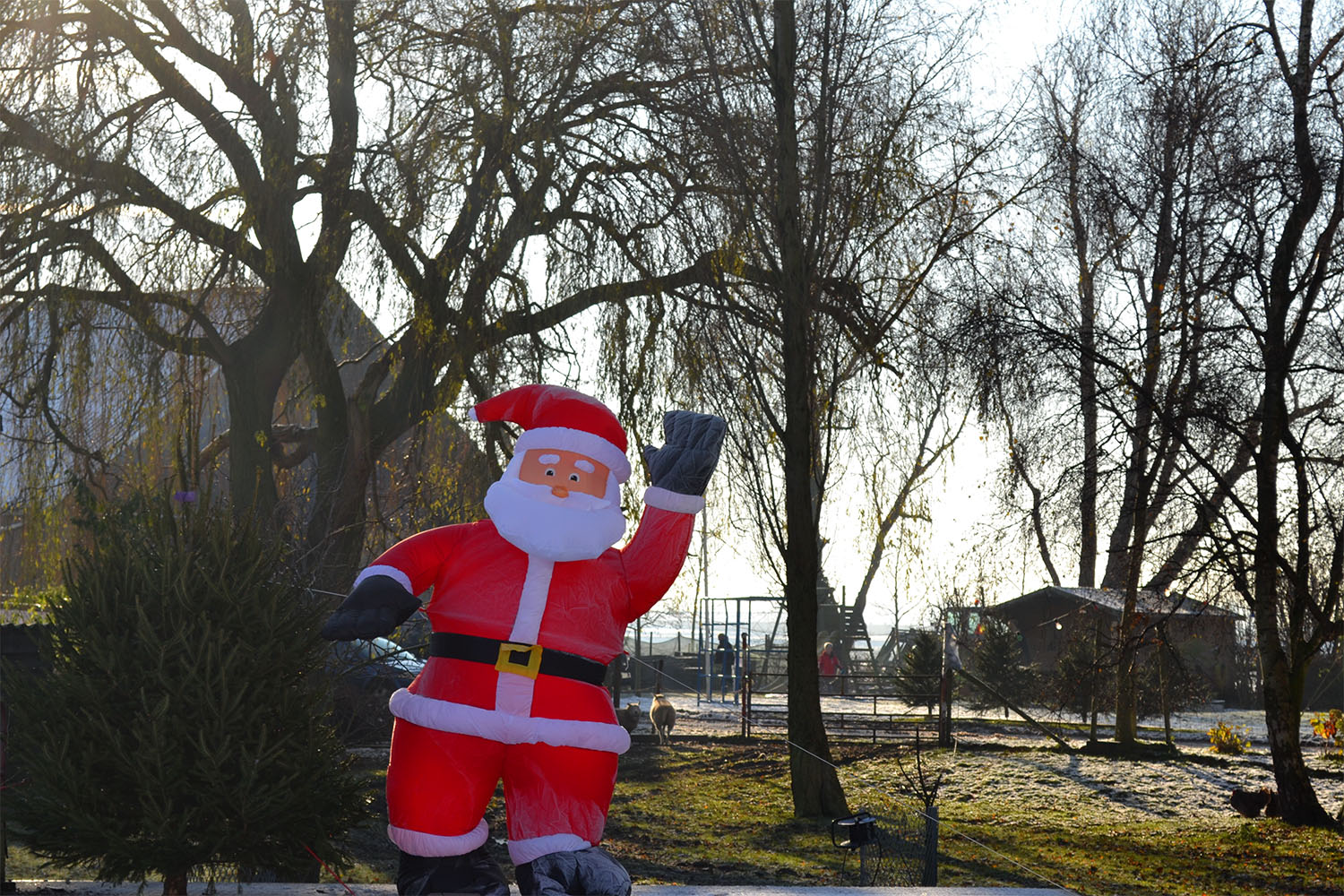 Nordmann Excellent kerstbomen 