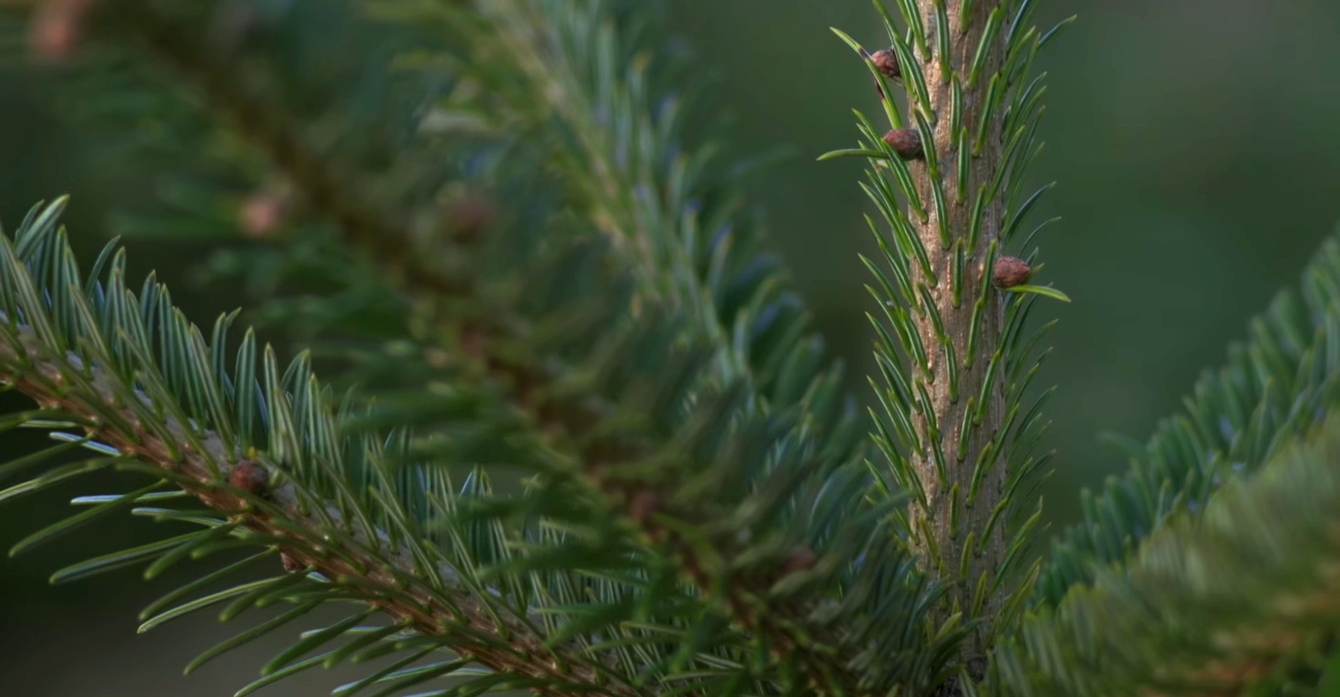 De mooiste Nordmann kerstbomen van Nederland