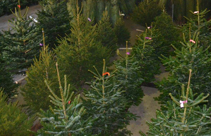 Nordmann Excellent kerstbomen