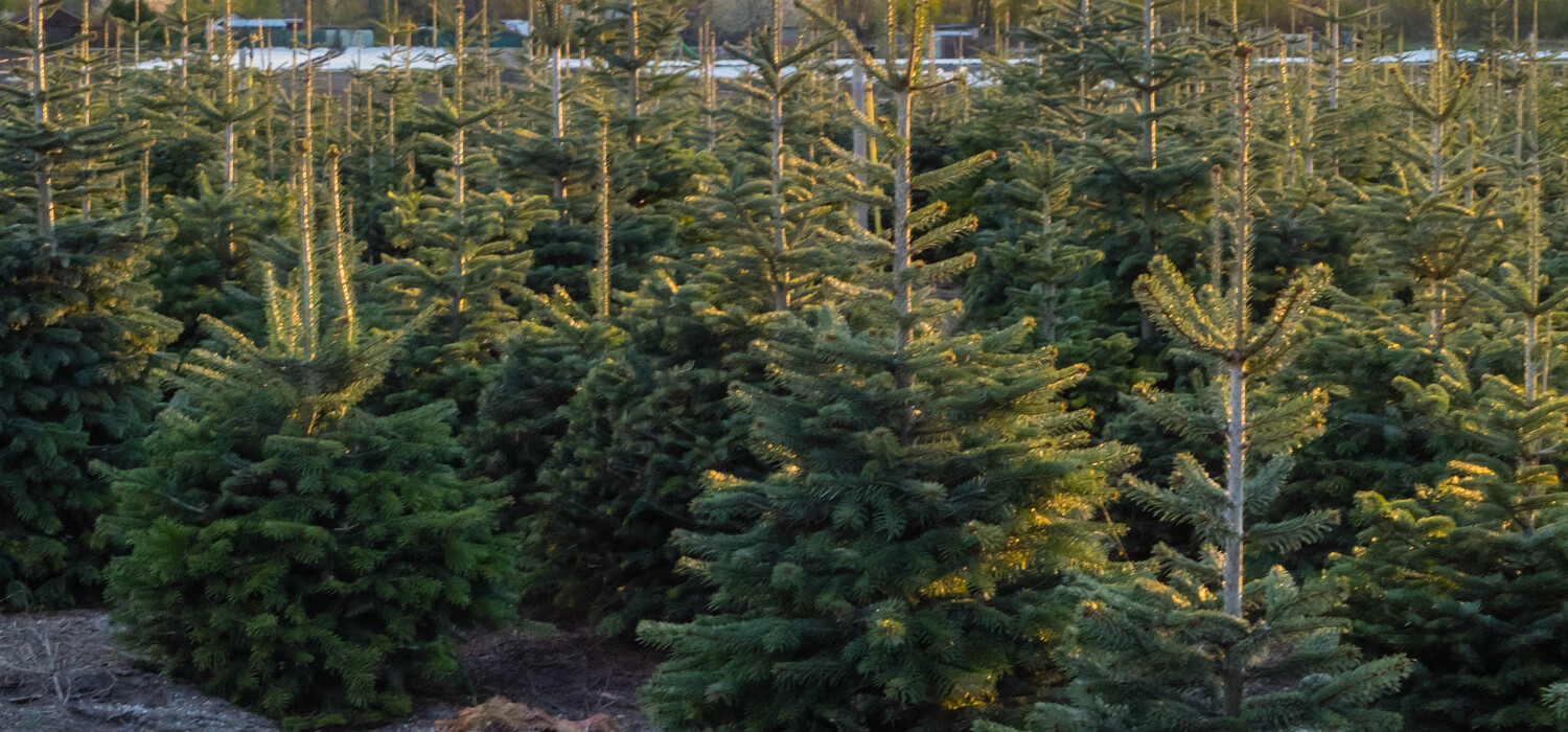 Een kerstboom voor evenementen