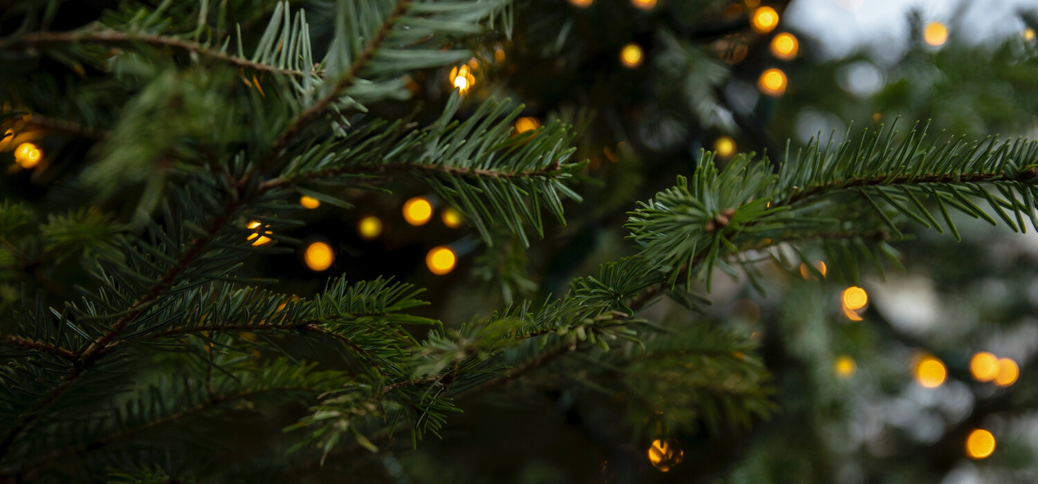 Kerstboomonline.nl